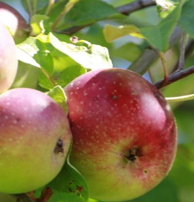 Appels aan de boom